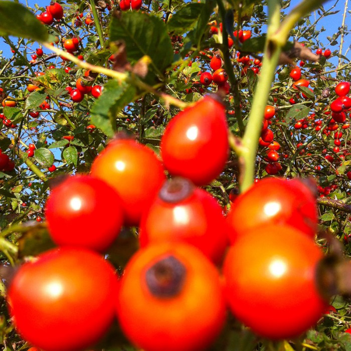 Berit Uhlhorn | Far Too Close