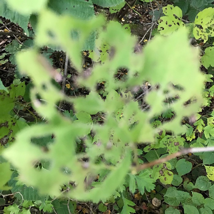 Berit Uhlhorn | Far Too Close